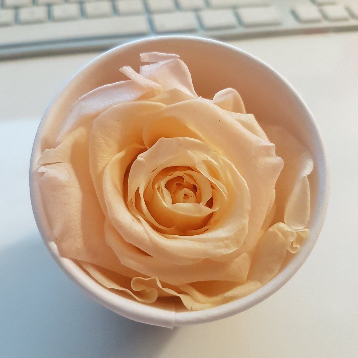 A pretty gift from <a href="/JjsFlowers/">jj's flowers</a> to brighten my day 😘