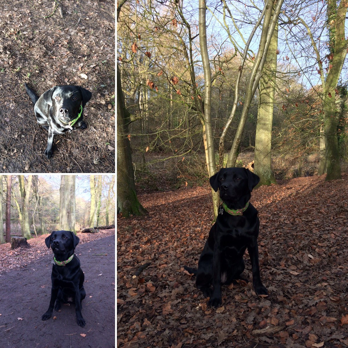 PoppyPawspets's tweet photo. Gorgeous sunny walk this morning with a bit of a swim and retrieval thrown in #dogwalker #wilmslow #styal #dogwalking #cheshire https://t.co/Z77ZK6flFR