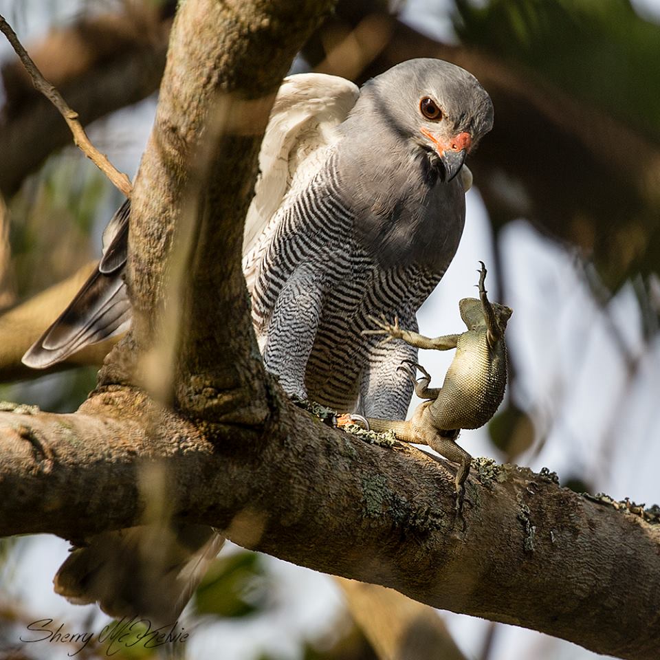 araali2002's tweet photo. #LizardBuzzard "listens" to the pleas of this #AgamaLizard credit:Sherry Mckelvie #Birding in #Uganda #VisitUganda https://t.co/Jk3XrmxRrw
