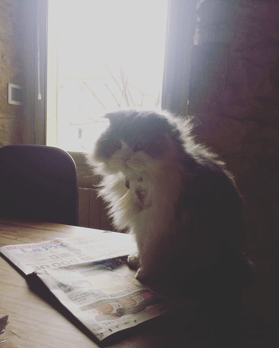 SparkRelations's tweet photo. Meme Charlie 🐱 sent le 🍫🍫 #CharlieJack #mascotte @guilhemricavy @laprovence @LaProvenceMars https://t.co/vTvMyAF5tB