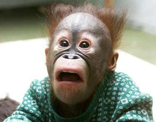 BankAccountHelp's tweet image. Is your Bank treating you like a Monkey?
Get them back with some Guerrilla action :)
Start beating your chest at moneysmartco.com