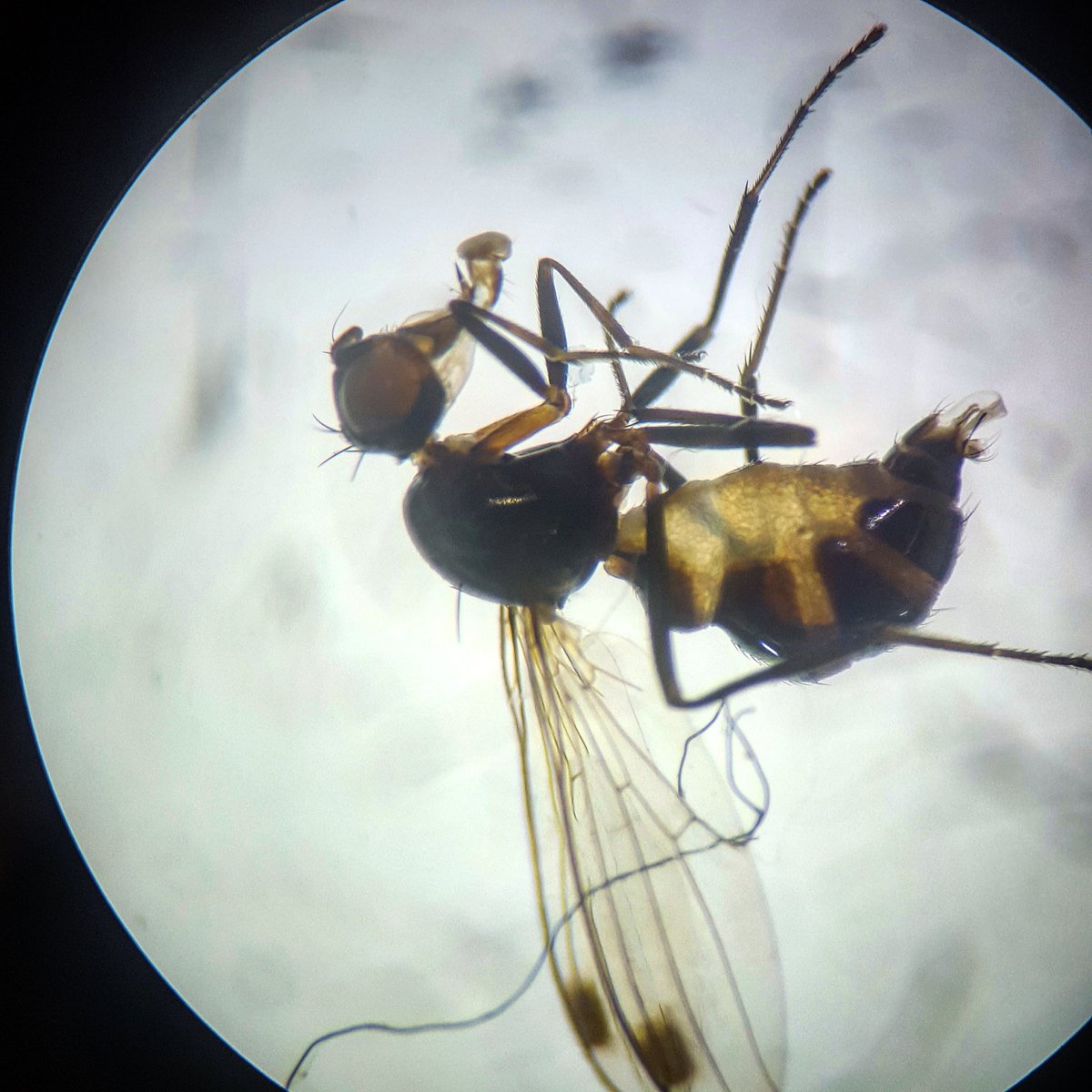 finn_goddard's tweet photo. Naughty little sepsidae #diptera #sepsidae #MScSISS #friday-flyday https://t.co/ZextpgB79H