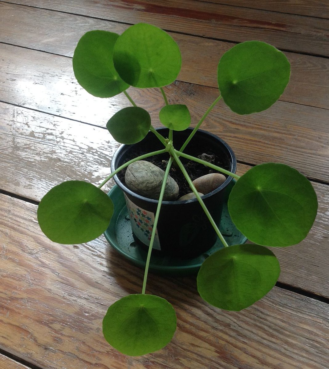 House plant with round leaves Idea | cathyshepherdot