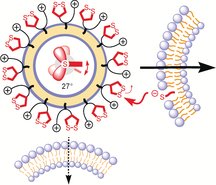 angew_chem's tweet photo. Matile et al @unige_en study uptake of lipo and polymersomes using strained cyclic disulfides https://t.co/J5GtT7YRUr https://t.co/7jvZylCLeD