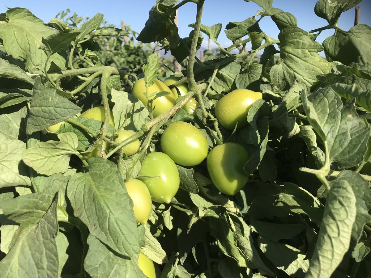 mnavarrogar's tweet photo. Produccion de tomate Sinaloa Mex triste pero cierto $1.50 pesos precio por kilogramo #tomatenobussines #verylowprice https://t.co/GOSOydXzM1