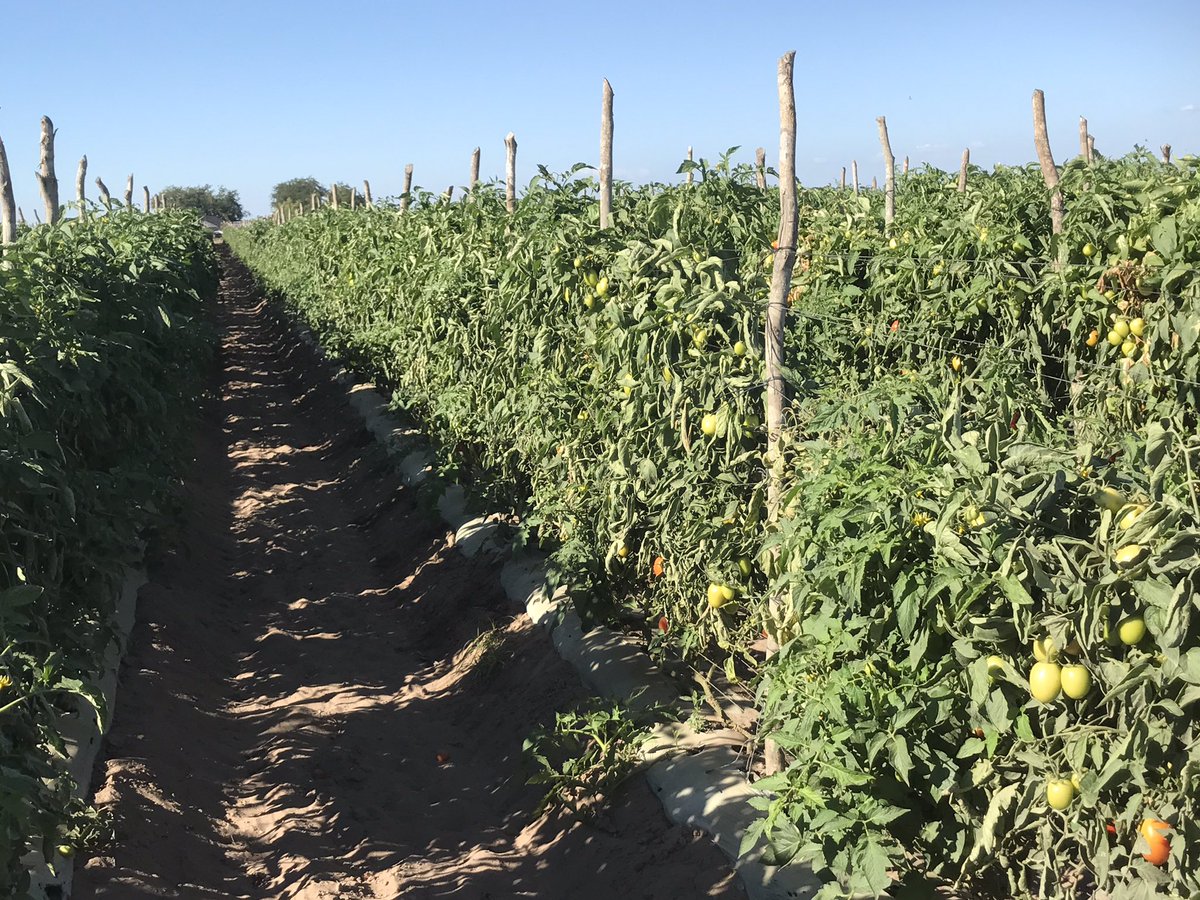mnavarrogar's tweet photo. Produccion de tomate Sinaloa Mex triste pero cierto $1.50 pesos precio por kilogramo #tomatenobussines #verylowprice https://t.co/GOSOydXzM1