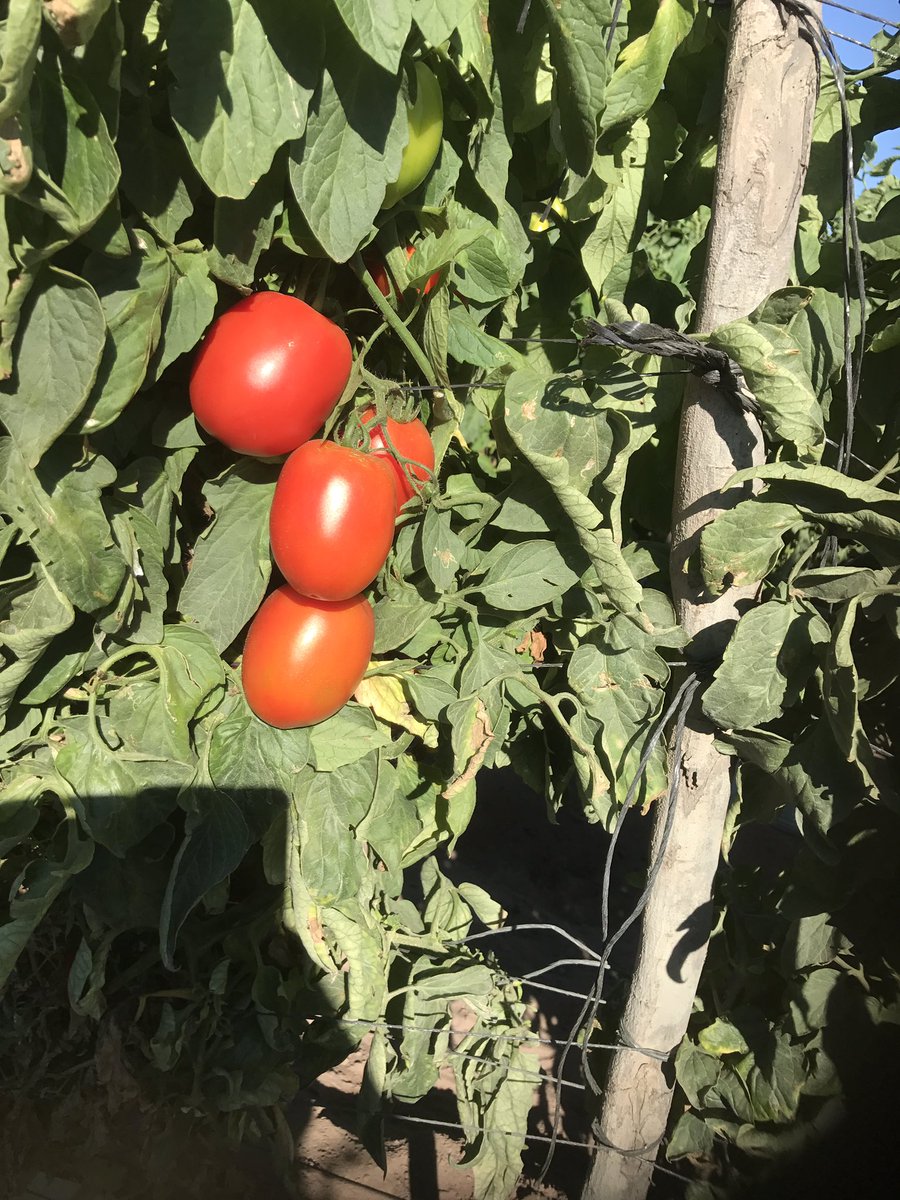 mnavarrogar's tweet photo. Produccion de tomate Sinaloa Mex triste pero cierto $1.50 pesos precio por kilogramo #tomatenobussines #verylowprice https://t.co/GOSOydXzM1