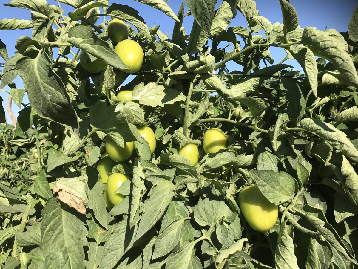 mnavarrogar's tweet photo. Produccion de tomate Sinaloa Mex triste pero cierto $1.50 pesos precio por kilogramo #tomatenobussines #verylowprice https://t.co/GOSOydXzM1
