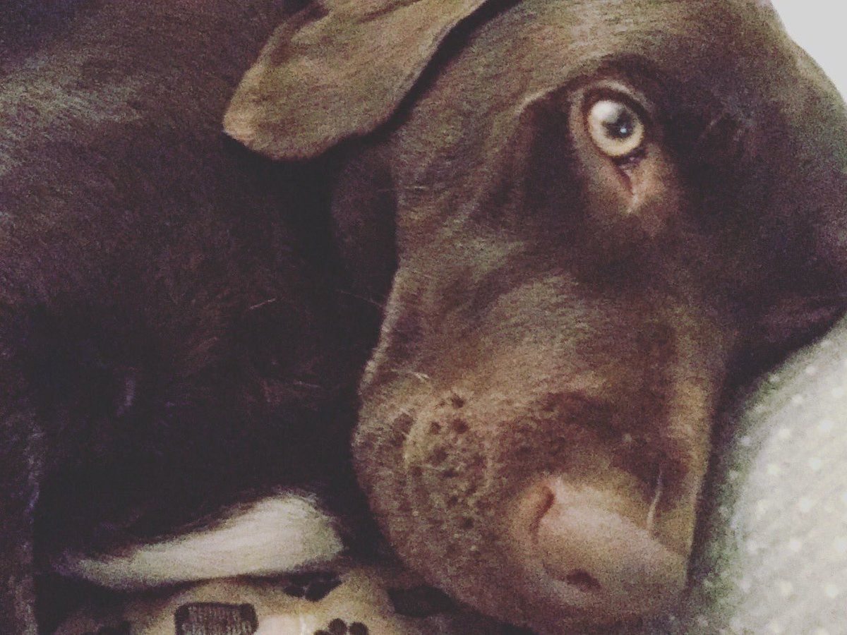 countryhounddog's tweet photo. Molly is enjoying a relaxing Friday in Chipping Campden. Who else loves a cuddle with their doggy? #Campden #Countryhound #dogsoftwitter https://t.co/8Zsq8cc5zU