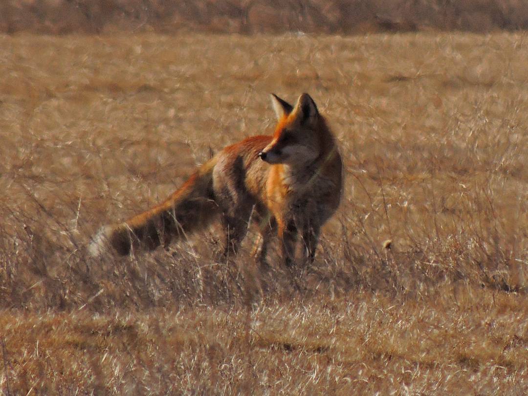 Theosphoto's tweet photo. What does the fox say ?? 🎧❤☺ #photography #fox #nature #love #like #follow #FridayFeeling #instagood #me #animal #PhotoOfTheNight #camera https://t.co/VJl9tXk4rO