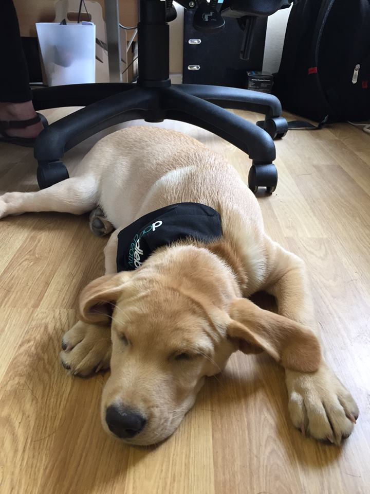 DoodlebugDogs's tweet photo. Happy Friday y'all! Have a nice weekend! #FridayFeeling https://t.co/1sI04MZGeW