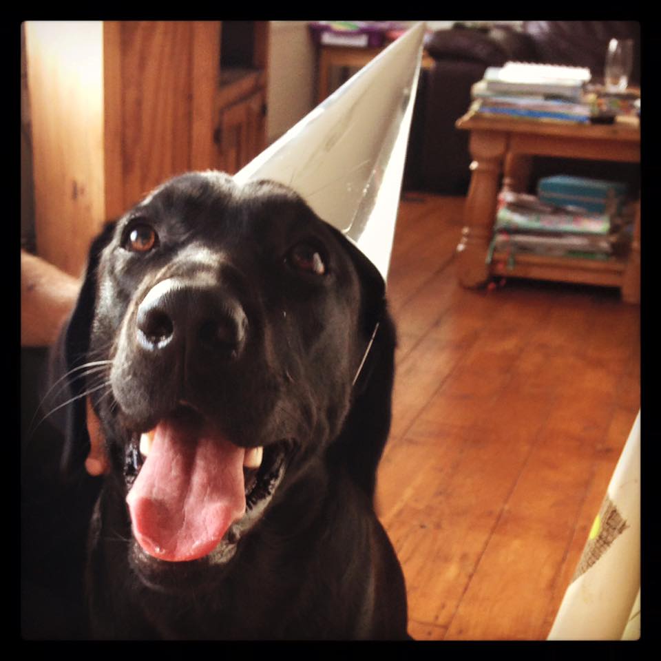 DoodlebugDogs's tweet photo. Happy Friday y'all! Have a nice weekend! #FridayFeeling https://t.co/1sI04MZGeW