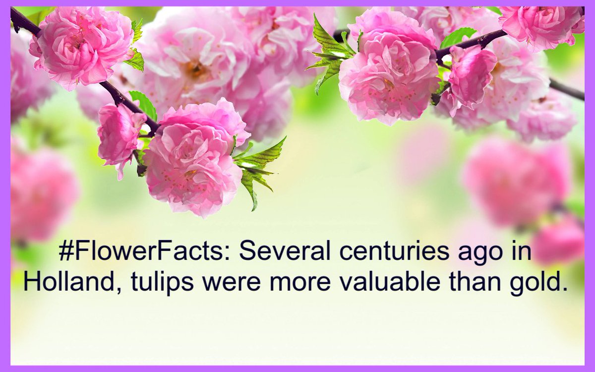 masara_om's tweet photo. #FlowerFacts #Flowers #MasaraOman https://t.co/7ToeJBjZVh