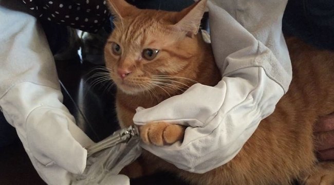 ねとらぼ 茶トラ猫 ひろし が兄に 突如現れた白い子猫とひろしは仲良くなれるのか ねとらぼ T Co Fzsiaxaihb Itm Nlabから
