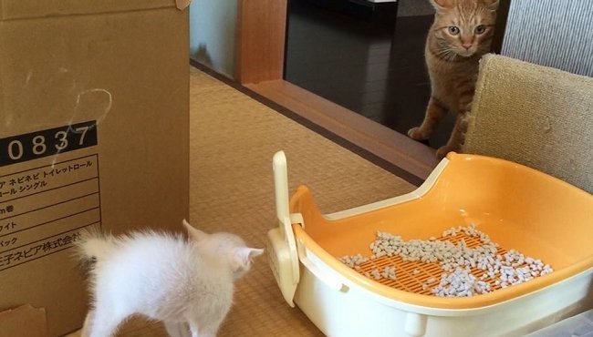 ねとらぼ 茶トラ猫 ひろし が兄に 突如現れた白い子猫とひろしは仲良くなれるのか ねとらぼ T Co Fzsiaxaihb Itm Nlabから ねとらぼ 茶トラ猫 ひろし が兄に 突如現れた白い子猫とひろしは仲良くなれるのか ねとらぼ T Co Fzsiaxaihb Itm Nlabから