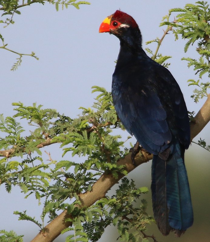 klaastexel's tweet image. Nog gauw even een paar plaatjes van #Gambia posten, voordat mijn volgende reis (Suriname!) begint (9 februari). Hier een Violette Toerako.