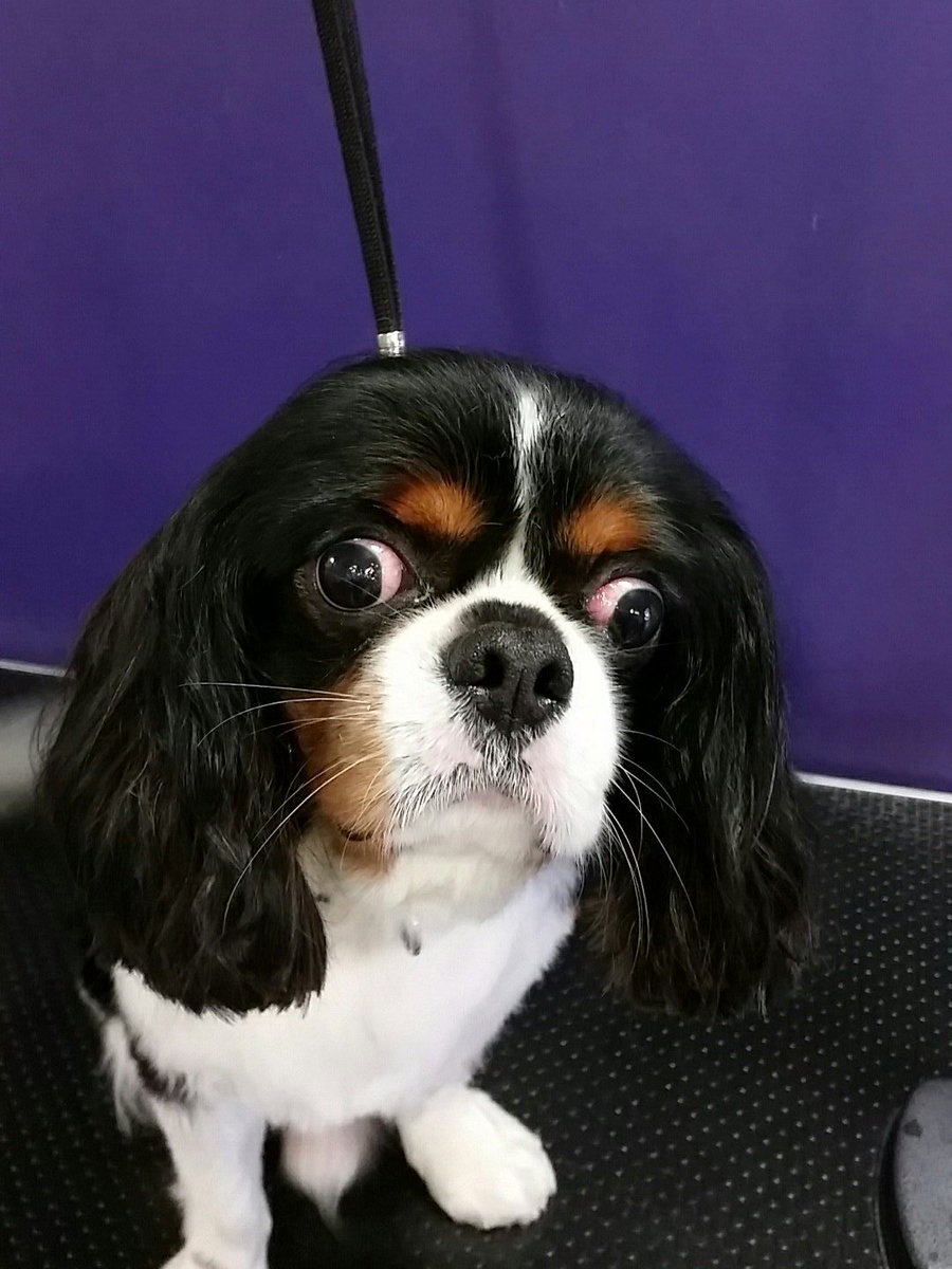 PoochinisPet's tweet photo. What do you mean the biscuits are gone??? #doggroming #charliePooch https://t.co/QaRXIZKCpp
