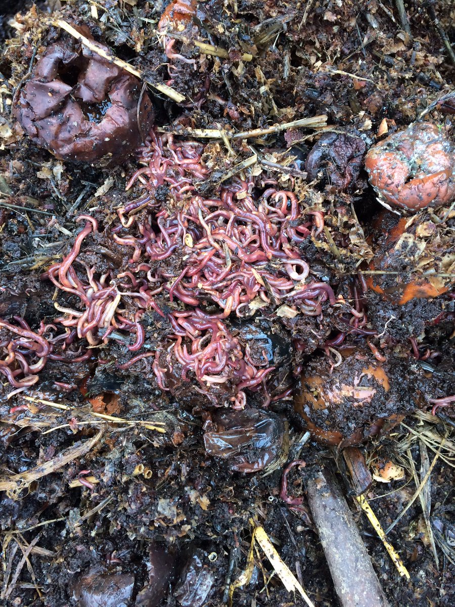pgslaura's tweet photo. Who doesn't love #compost!! https://t.co/iXLKvZQ7Lx