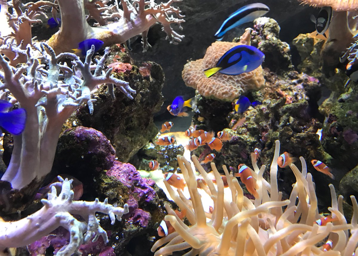 YUEMURA1224's tweet photo. 魚人島行ってきた
ニモとドリーもおった https://t.co/WnvZWqE9sU