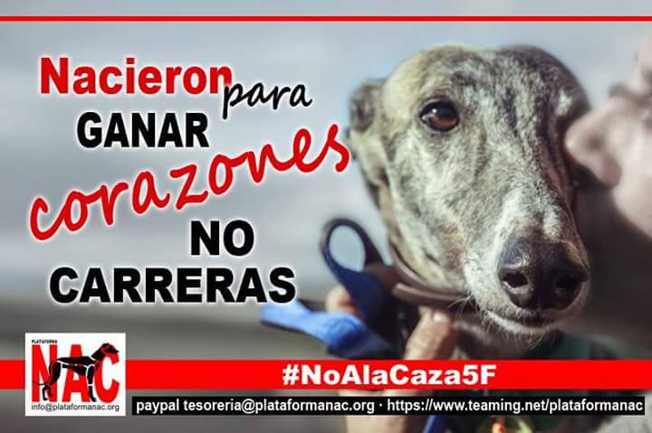 plataforma_NAC's tweet photo. "Nacieron para ganar corazones, no carreras"

#NoAlaCaza5F  
#StopGalgueros
#NoalasCarrerasdeGalgos https://t.co/IrLBNUsUnn