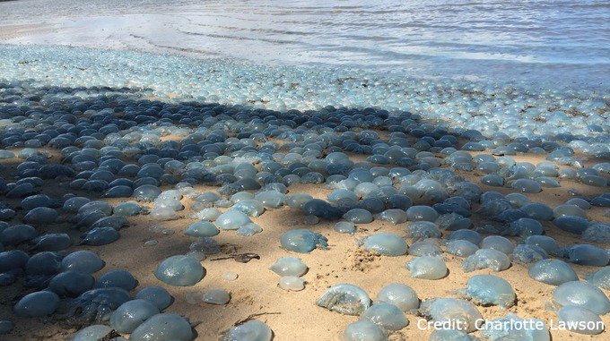 itvnews's tweet photo. 'It looked like bubble wrap across the beach': Thousands of jellyfish wash up along Australia coast https://t.co/8mglWWvqOZ https://t.co/emWqsTt6AT