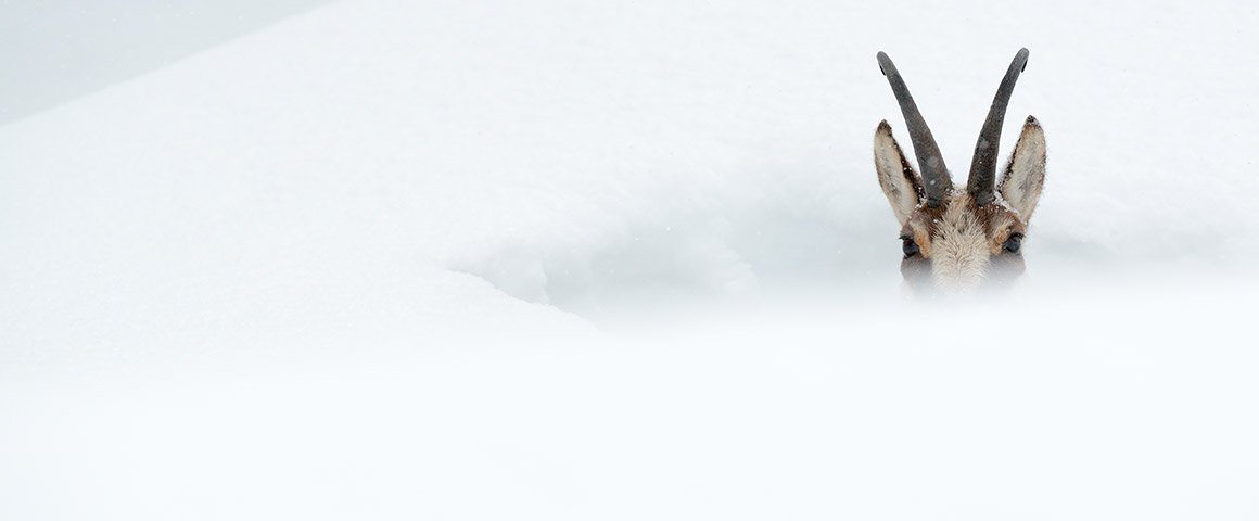 piemonteparchi's tweet photo. La stagione più dura per il #camoscio alpino #fotografia di Luca Giordano #piemonteparchi
https://t.co/CZiItw7S71 https://t.co/h2bBkH1jzV