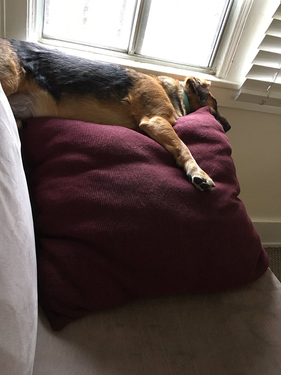 ericwech's tweet image. He has no twitter account. This is how well he sleeps. I think I'm doing it wrong.