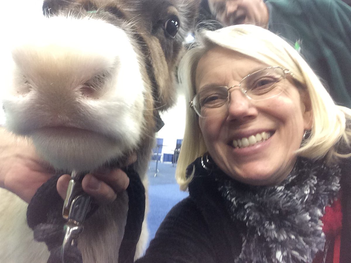 vmcshirley's tweet photo. "A selfie with a reindeer is just an Elfie!" Baby girl is only about 9 months old. #HASTIconference https://t.co/zrU5gpfpCK