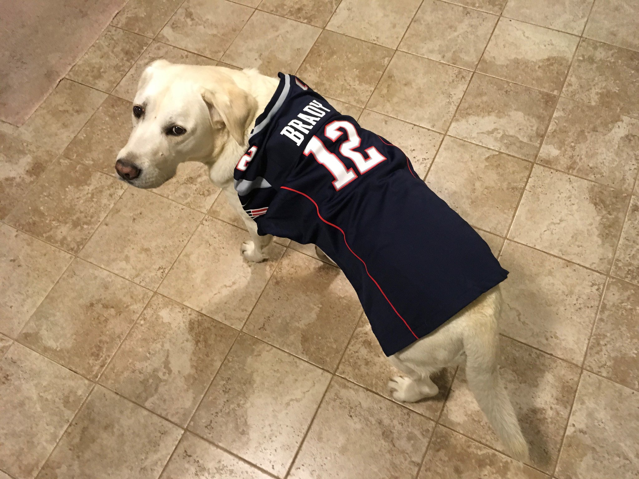 brady dog jersey