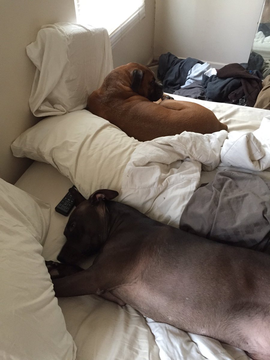 BoxersAndPits's tweet photo. Bums https://t.co/jbjj8kjvOQ