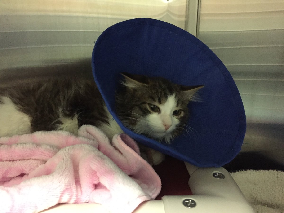London Animal Care tweet media