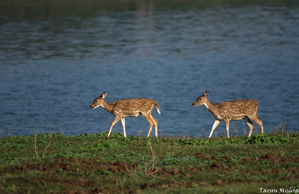 TajSafaris's tweet photo. A couple of wild and free deer walking by the lake at #Baghvan captured by Tarun Mishra. https://t.co/BE7584V5Zu