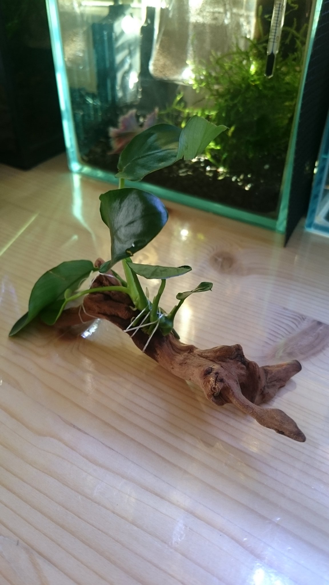 現実逃避 届いたアヌビアスナナを流木に縛り付けてみたよ ちゃんと活着してくれますように べたが葉っぱの上でお休みしてくれるといいな アヌビアスナナ 水草 ベタ おやすみリーフ アクアリウム 水槽 流木