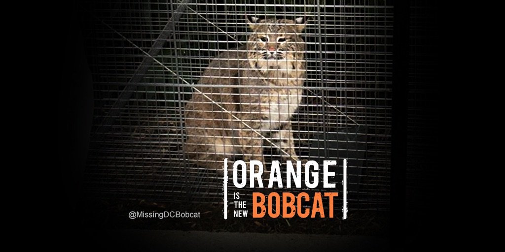 MissingDCBobcat's tweet photo. Orange is the New Bobcat @netflix #MissingDCbobcat https://t.co/ouAxG5UYDg