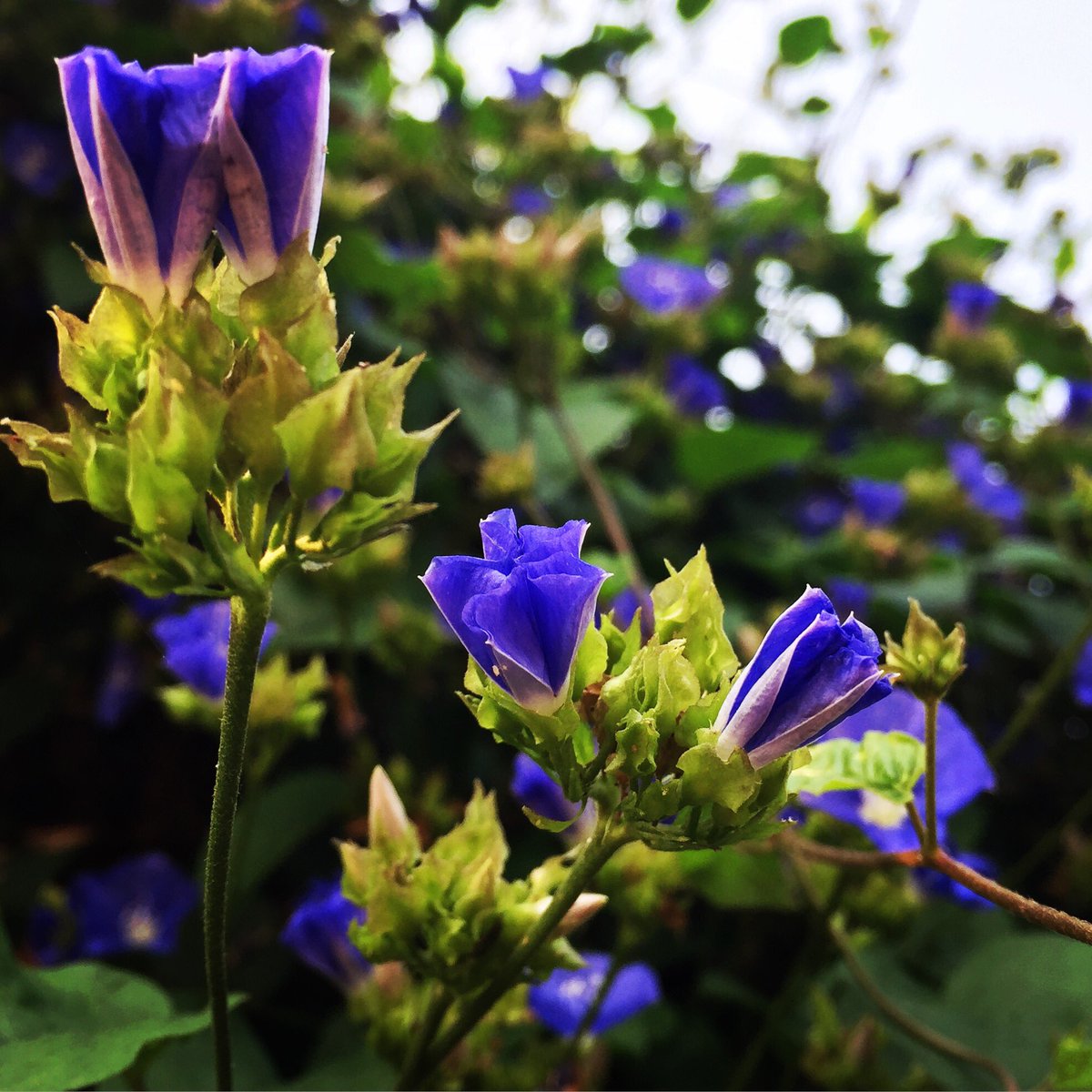 gariffiti's tweet photo. 'When a flower grows wild
It can always survive
Wildflowers don't care where they grow' https://t.co/QuF8BRBqNz