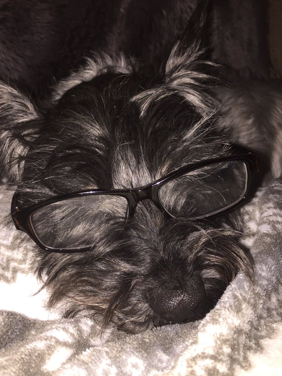 lilbobbyjackson's tweet photo. I finks these make me look intelligent! They are my Dads and they kinda make him look slightly intelligent #heneverreadsthis https://t.co/985sdN4FgS