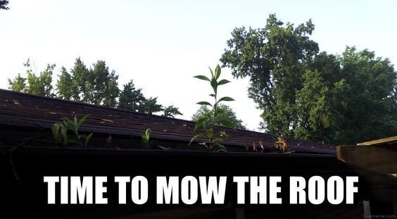 skyvacusa's tweet photo. Do you have a garden on your roof? https://t.co/QWjQSLLSSa