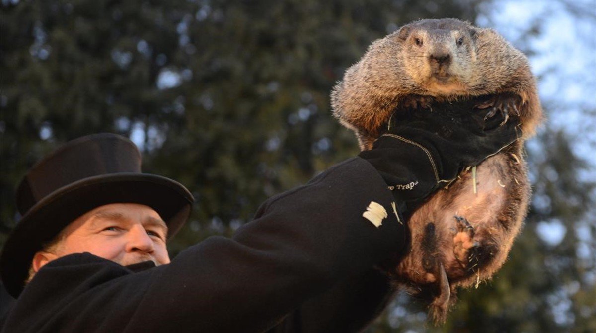 Marmota 🔻 tweet media