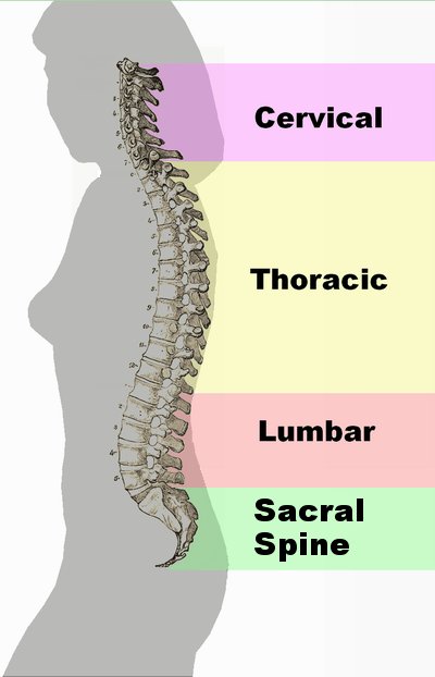SpineInstCFL's tweet photo. Learn the names of the sections of your spine: #Cervical #Thoracic #Lumbar #SacralSpine #Spine https://t.co/hK2ZvpkLOF