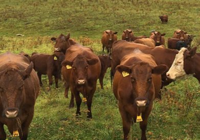 Dr. Tom Jensen on plant uptake of trace elements vital to animal nutrition. See PNT Issue 4, No 6 ipni.net/publication/pn…