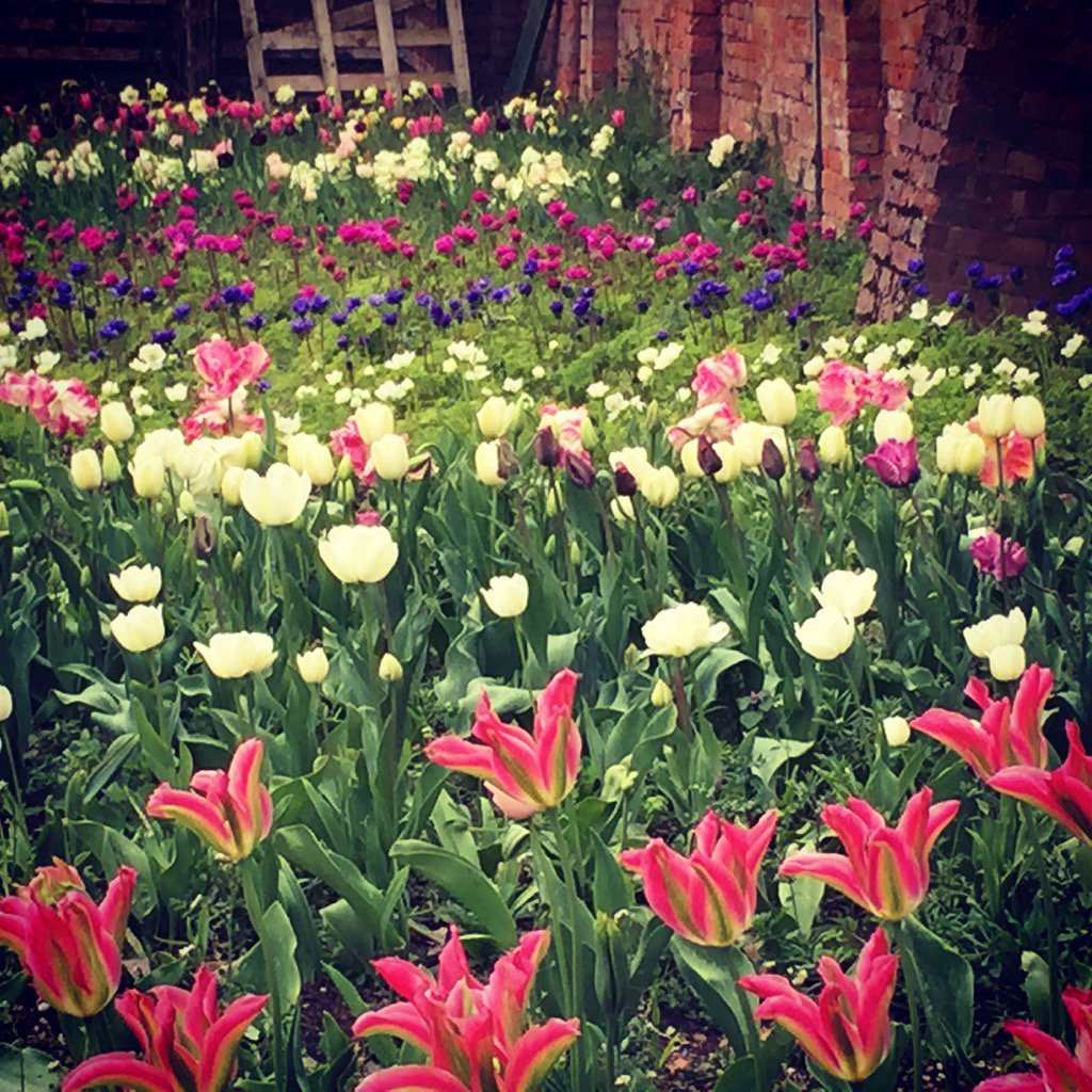 Only a few weeks before our lovely tulips and anemones are ready. #spring  #flowerfarm #grownnotflown #FridayFeeling