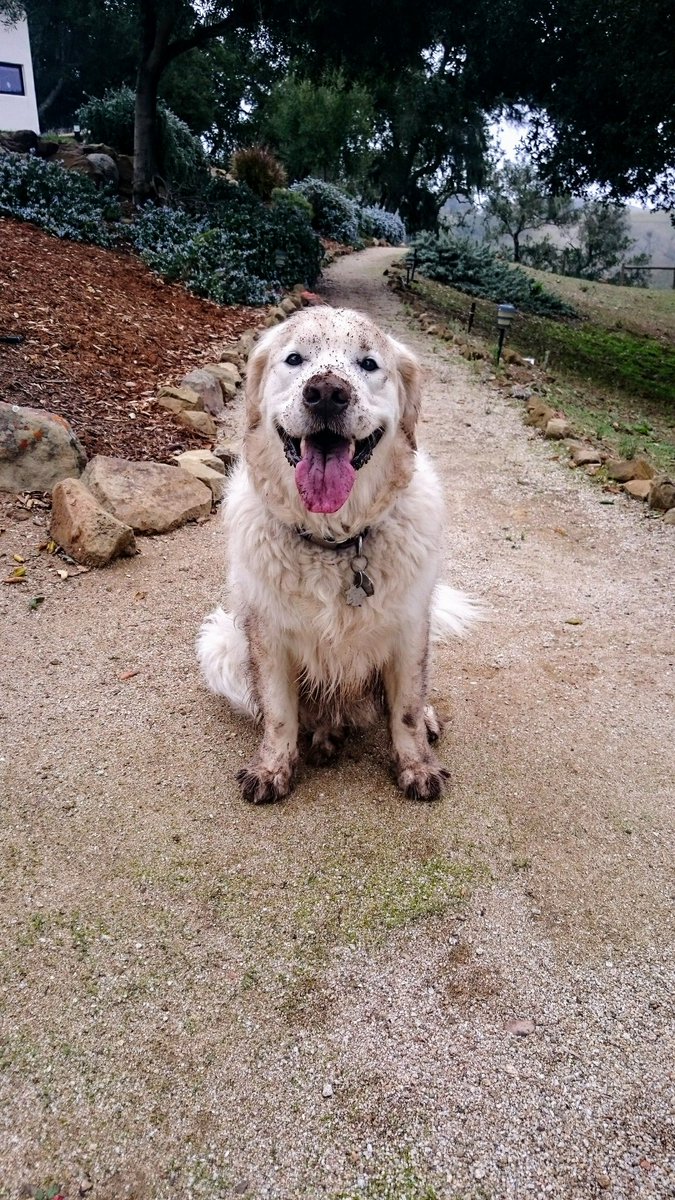 #internationalgoldenretrieverday Jake is our mascot for #laughingdogcellars. Dogs are the BEST!
