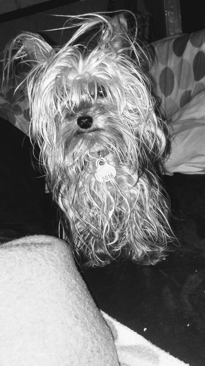 InfantesGar's tweet photo. Se ha perdido un perrito yorkshire. Por las veredillas.responde al nombre de hugo.tiene chip y vacunas.si alguien lo ve llamar al 664753800 https://t.co/nToiBmfsFv