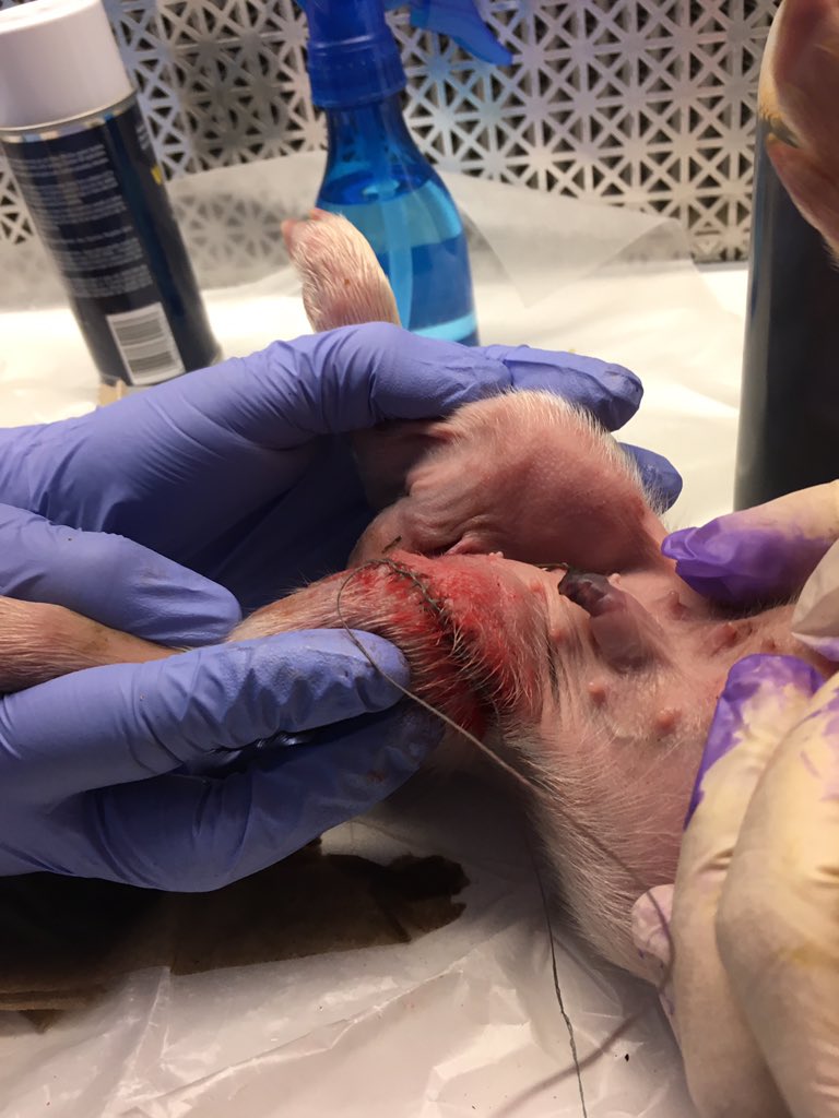 BozemanAg's tweet photo. Emergency surgery on newborn piglets today! @beachji @BozemanSchool @jdublitcoach #realvetprogram https://t.co/aTzm3SlksG