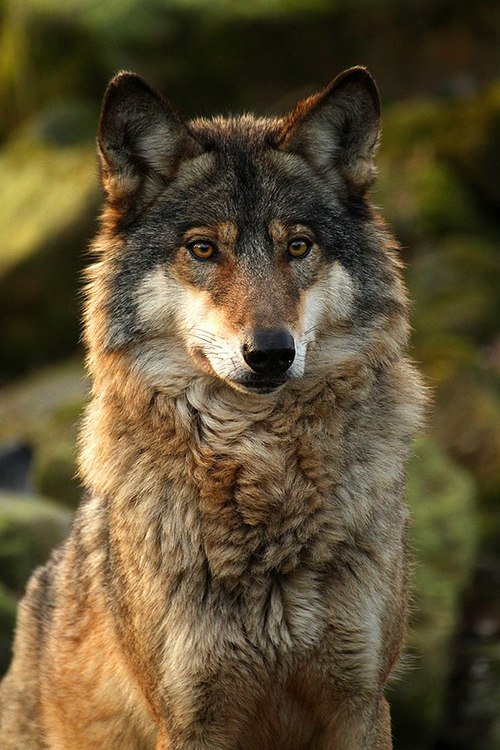 Dark Brown Female Wolf