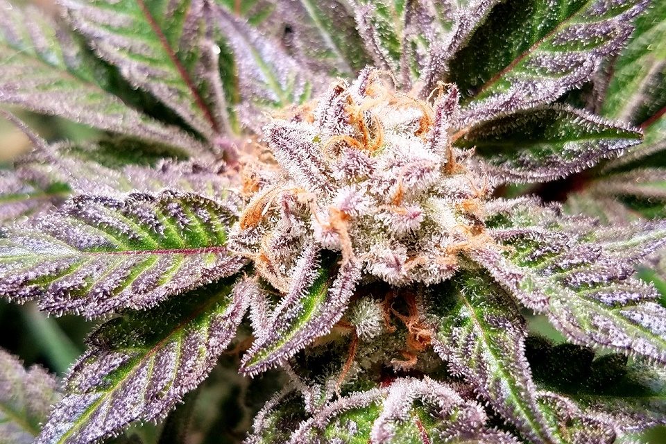 DudeGrows's tweet photo. Qush from michaeld10  #dank #realdgc #grower #danknugs #dudegrows #growporn https://t.co/dhbxsJLxaT