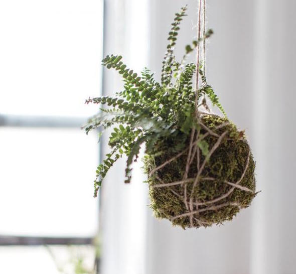 Explore new #plants at our #garden center in Edwards this weekend, and join us next Sat. Feb. 11, 1-2 for a #kokedama plant design workshop!