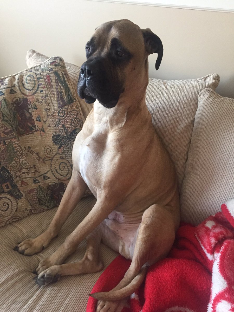 RachRealtorKC's tweet photo. "Give me my kibble, servant." https://t.co/eodVlbI3w7