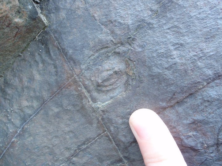 CuriousPaleo's tweet photo. #FossilFriday  Anyone remember what this little guy is called? 

Hint: Early paper I shared. https://t.co/7zPkAIsA12 https://t.co/1XqTtgh7pk