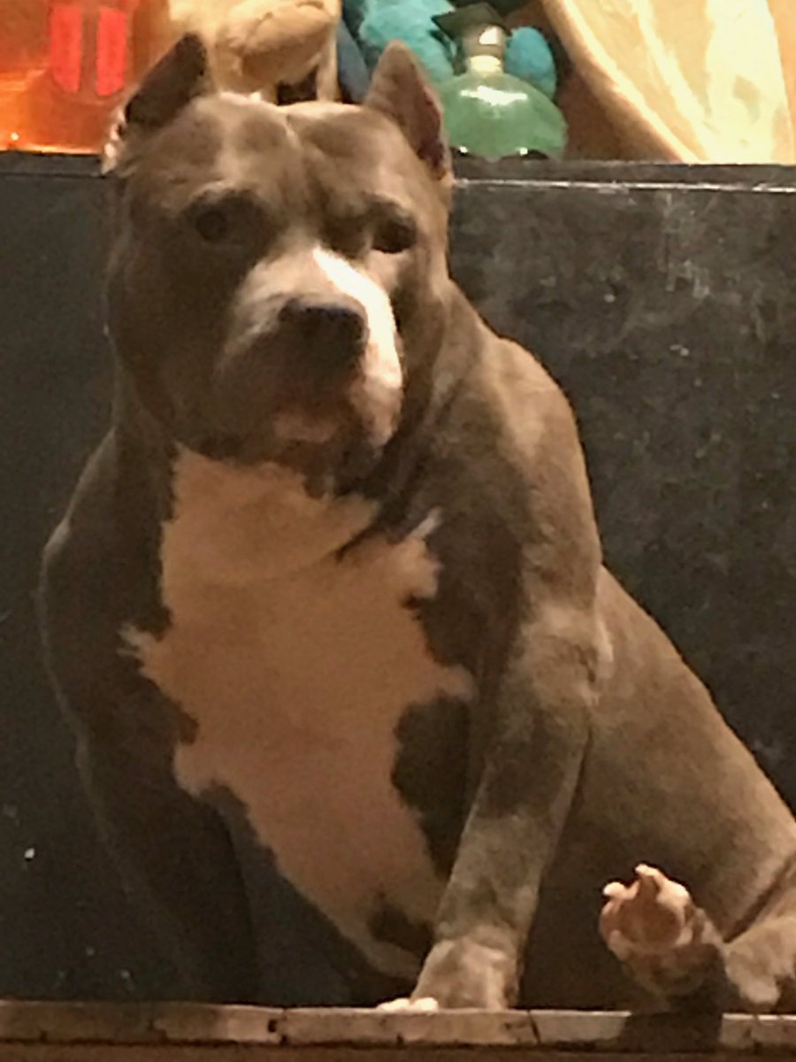 IceColdBully's tweet image. Almighty Azul just chilling